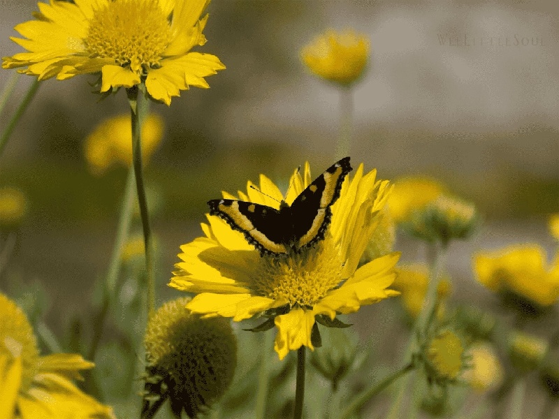 试管保胎误区(试管菌摇好后放)