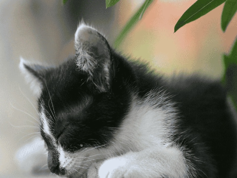 试管3代概率(人授的费用)